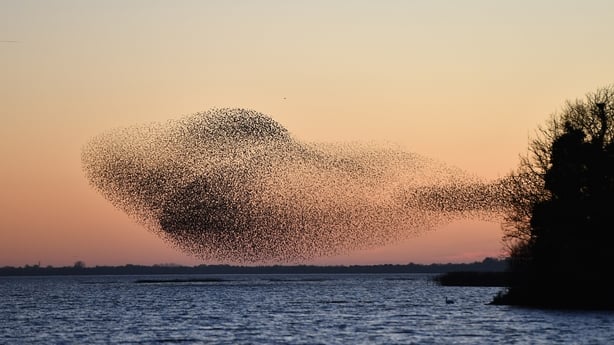Stunning images of murmuration captured in Westmeath