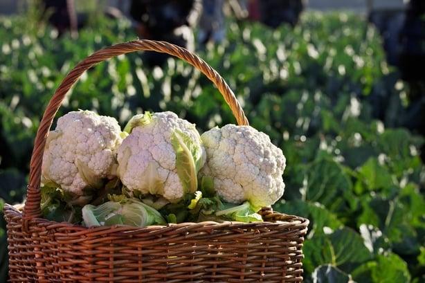 Cauliflower in basket after being harvested