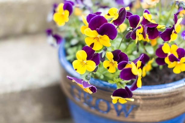 Purple and yellow violas growing in a plant pot