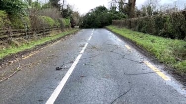 Fallen tree and electricity line in Rathangan, Co Kildare