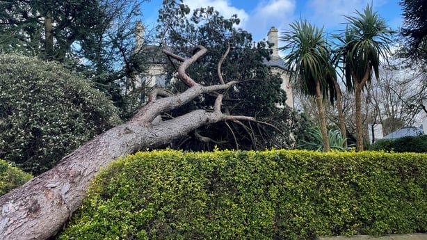 A tree fell into a house and garden in east Belfast