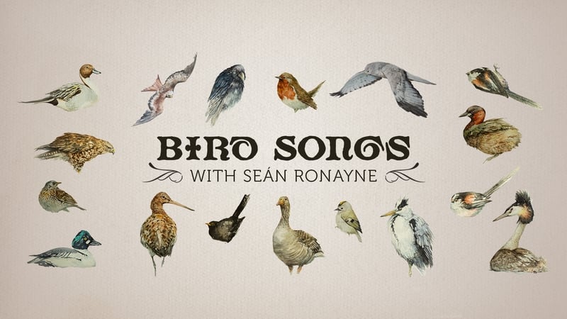 Introducing... Bird Songs with Seán Ronayne episode artwork