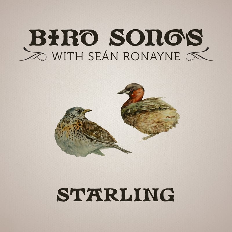 Starling | Bird Songs with Seán Ronayne episode artwork