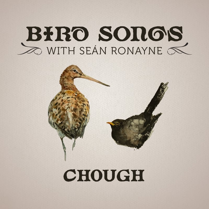 Chough | Bird Songs with Seán Ronayne episode artwork