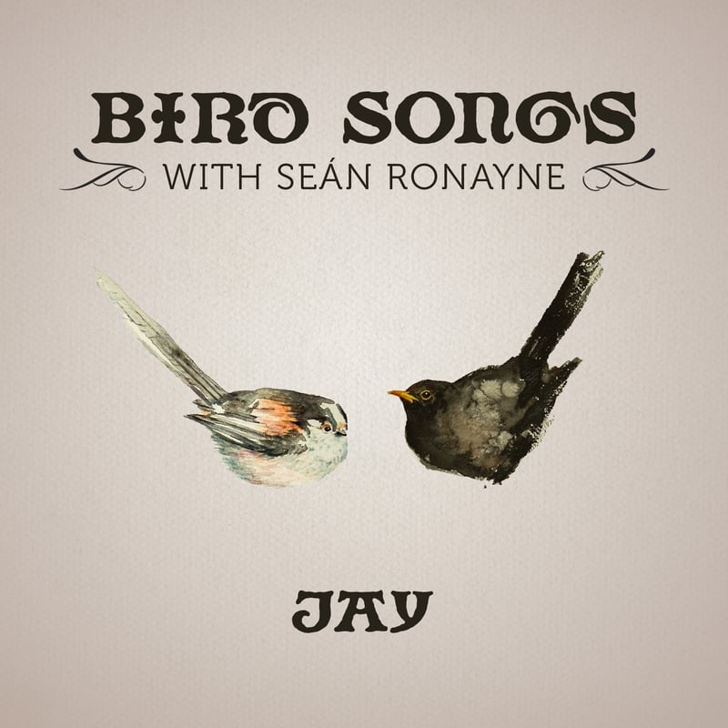 Jay | Bird Songs with Seán Ronayne episode artwork