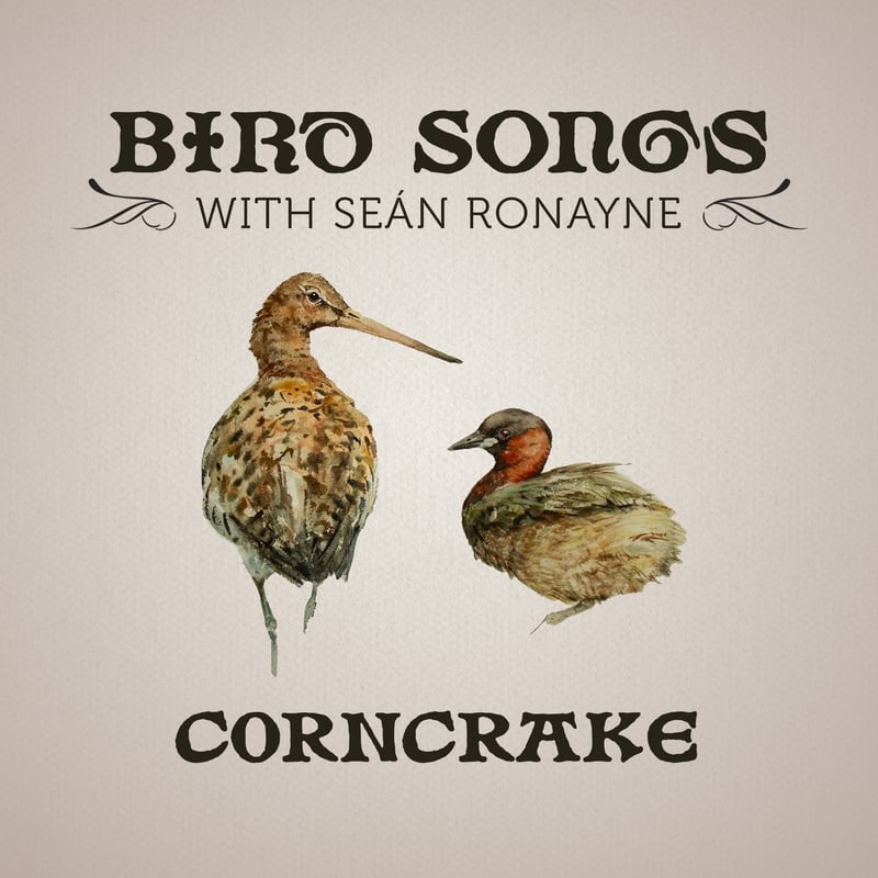 Corncrake | Bird Songs with Seán Ronayne episode artwork