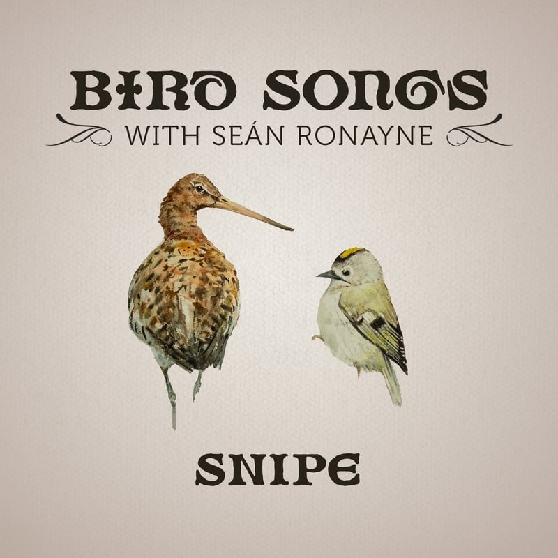 Snipe | Bird Songs with Seán Ronayne episode artwork