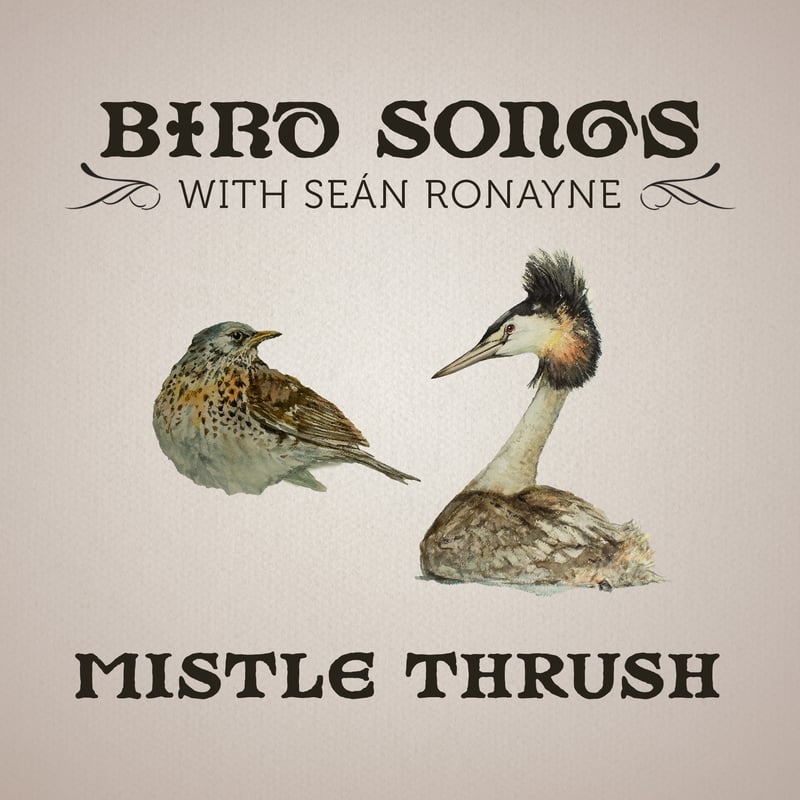Mistle Thrush | Bird Songs with Seán Ronayne episode artwork