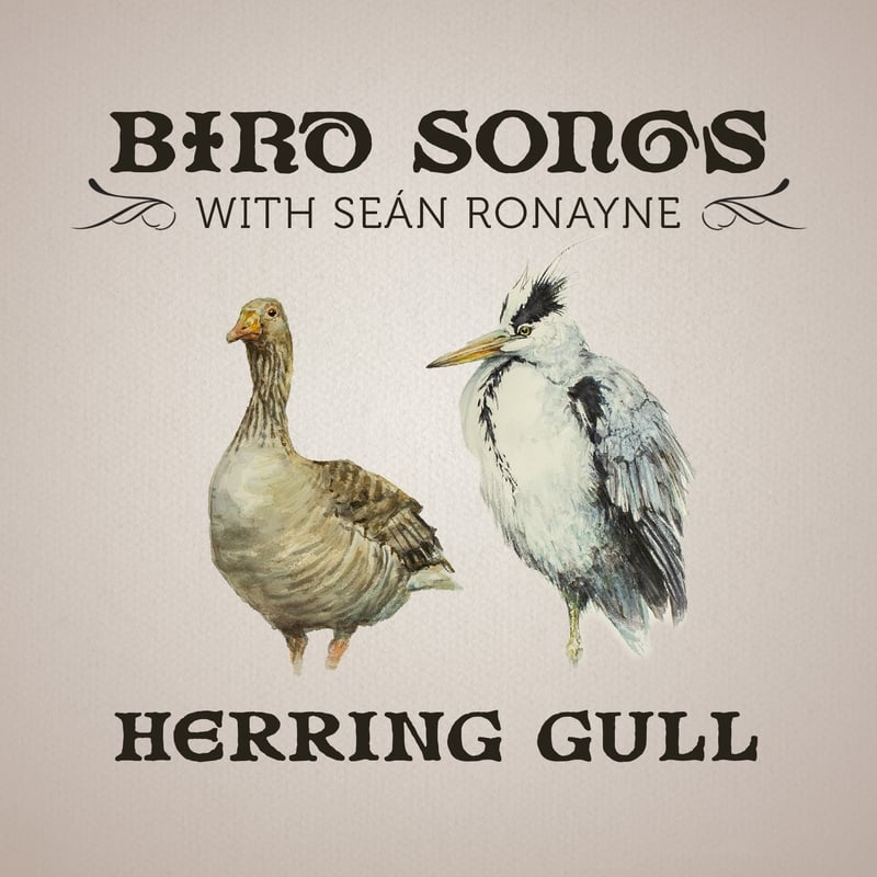 Cormorant | Bird Songs with Seán Ronayne episode artwork