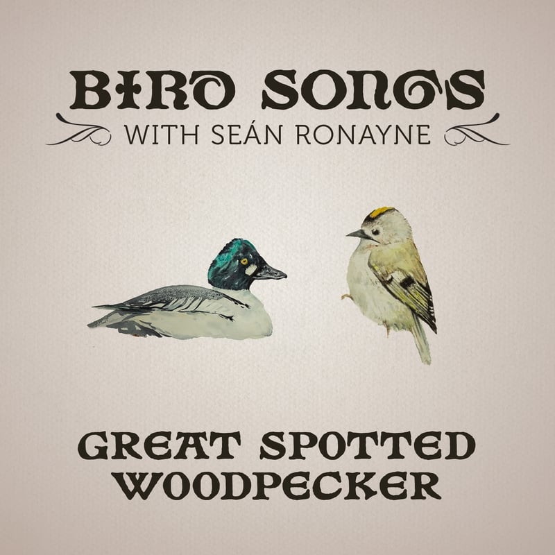 Great Spotted Woodpecker | Bird Songs with Seán Ronayne episode artwork