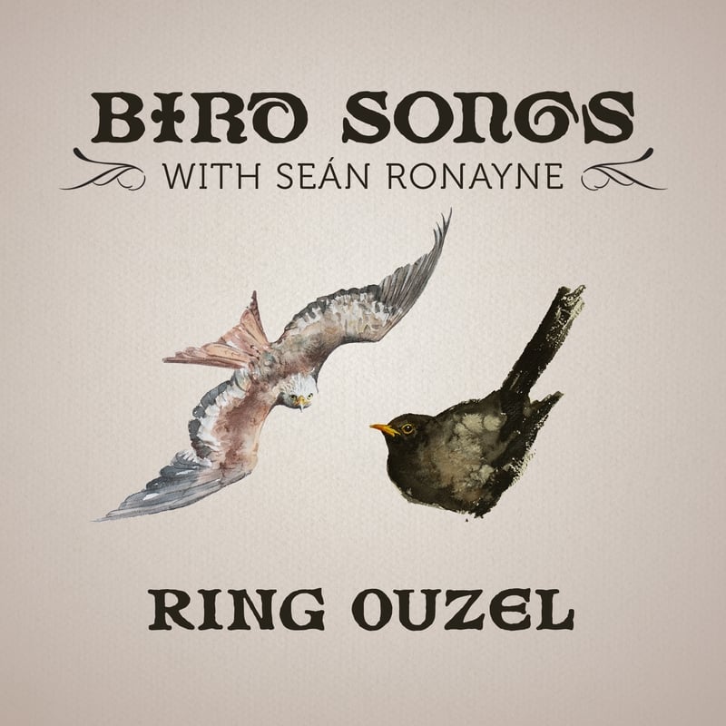 Ring Ouzel | Bird Songs with Seán Ronayne episode artwork