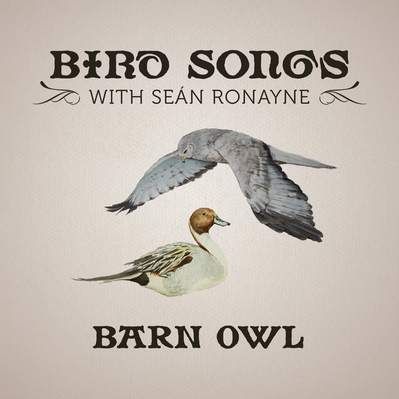 Barn Owl | Bird Songs with Seán Ronayne episode artwork