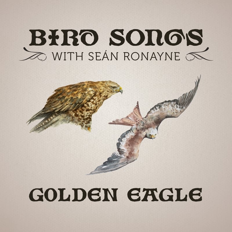 Golden Eagle | Bird Songs with Seán Ronayne episode artwork