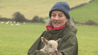 ‘Devastating’ - sheep farmer describes impact of dog attacks