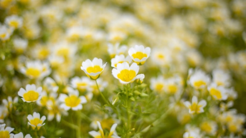 Breandán Seoighe, Feirmeoir & ball de Chumann Cnoc agus Natura na hÉireann