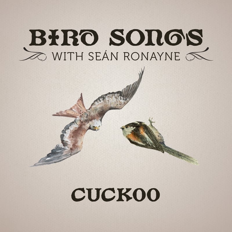 Cuckoo | Bird Songs with Seán Ronayne episode artwork