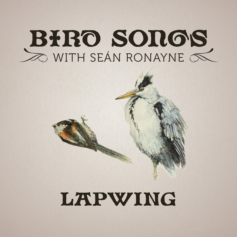 Lapwing | Bird Songs with Seán Ronayne episode artwork