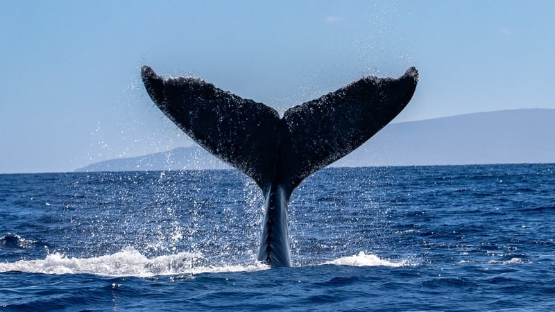 The different ways we can identify animals