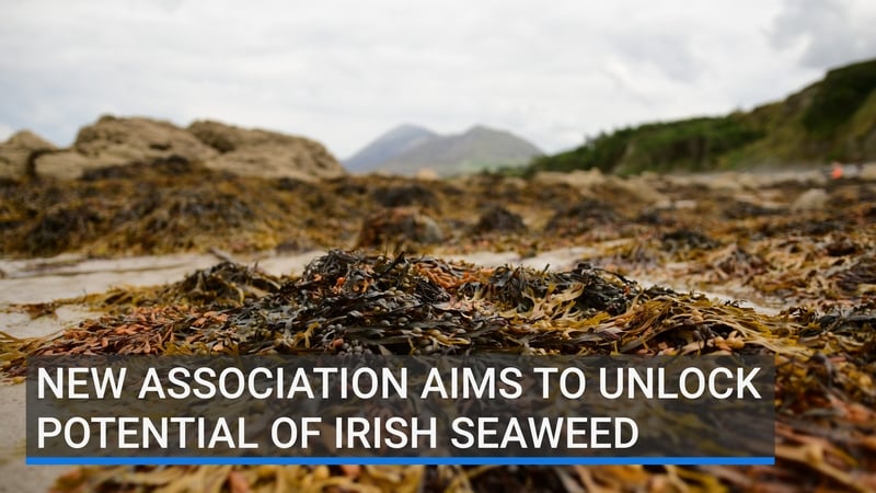 Cainteoirí ó chruinniú na hoíche aréir i Rosmuc faoi chúrsaí feamainne.