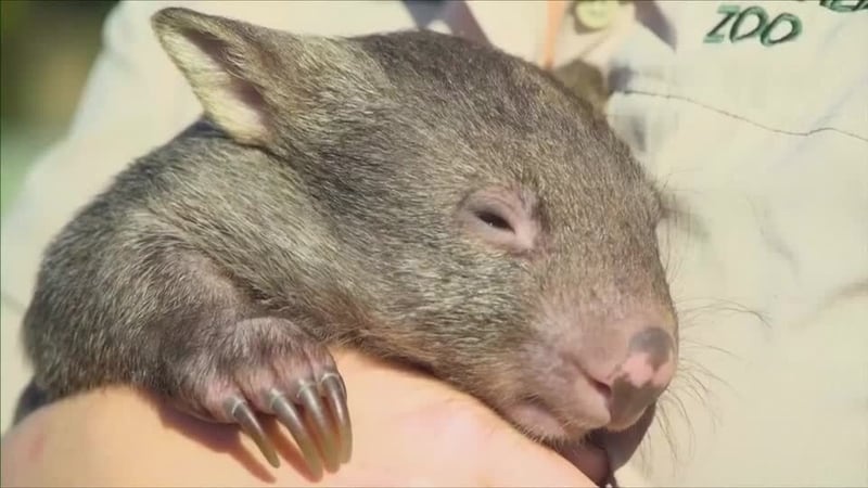 US influencer who snatched baby wombat leaves Australia