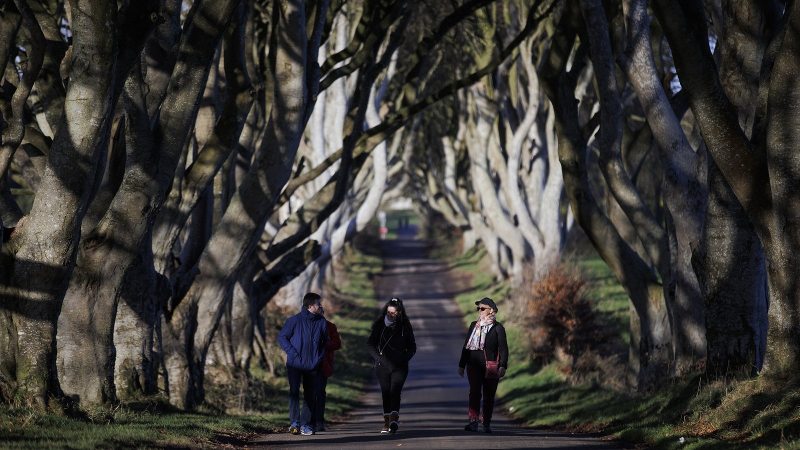 Trees made famous by Game Of Thrones near end of lives