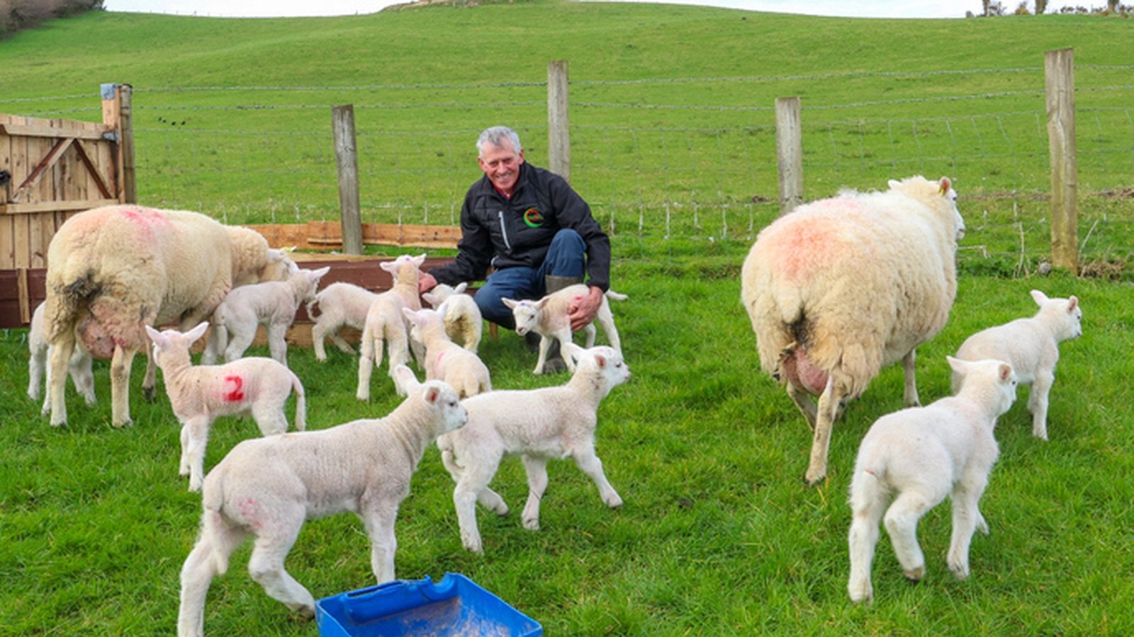 “ Sheeper by the dozen ” – Two sets of 6 lambs born on the farm