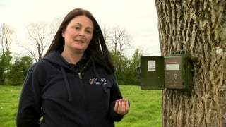 New technology to monitor for endangered corncrakes