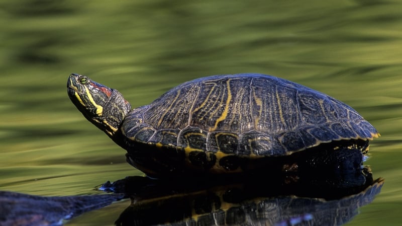Plan to control invasive species of turtles awarded funding
