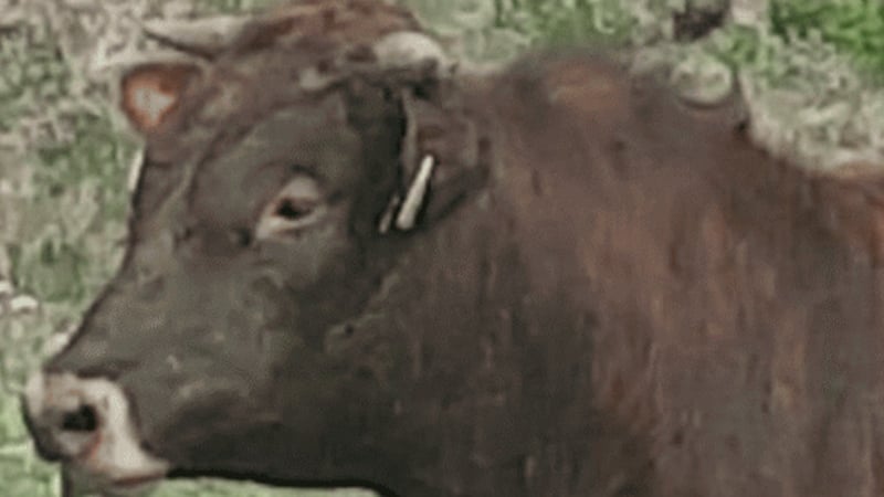 Joe Folan, Feirmeoir.