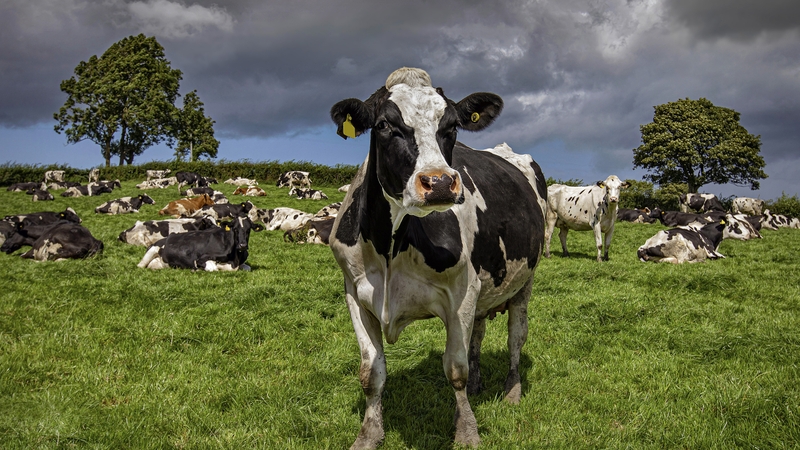 Government told to conserve sites or species to retain nitrates derogation