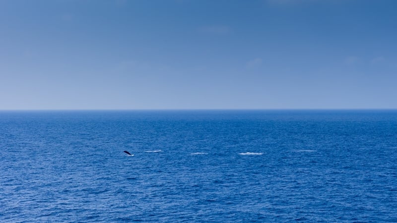Investigation continues into cause of death of rare whale