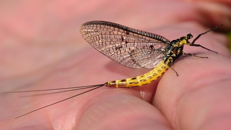 The Mayfly