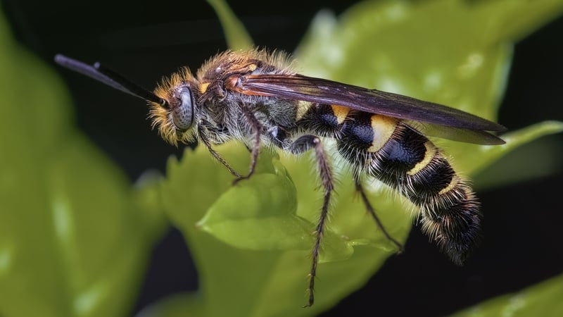 Do Bugs Need a Glow-Up? | The Culture File Debate XXXL Edition