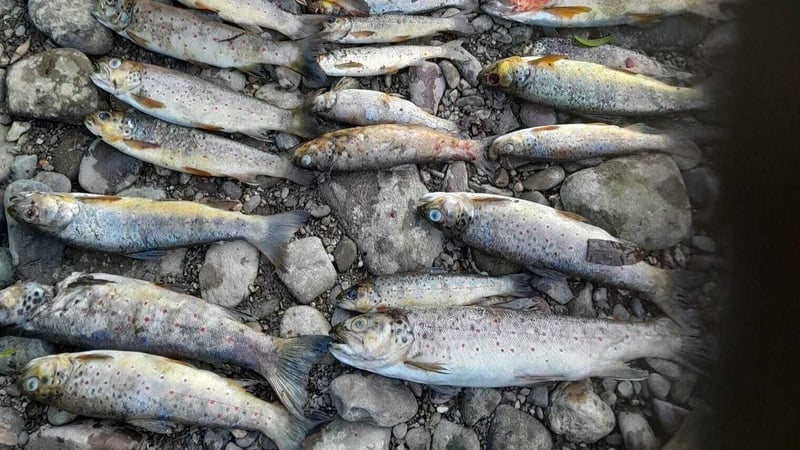 EPA does not believe firm near river responsible for kill