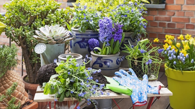 The problem of invasive alien plant species illegally being offered for sale