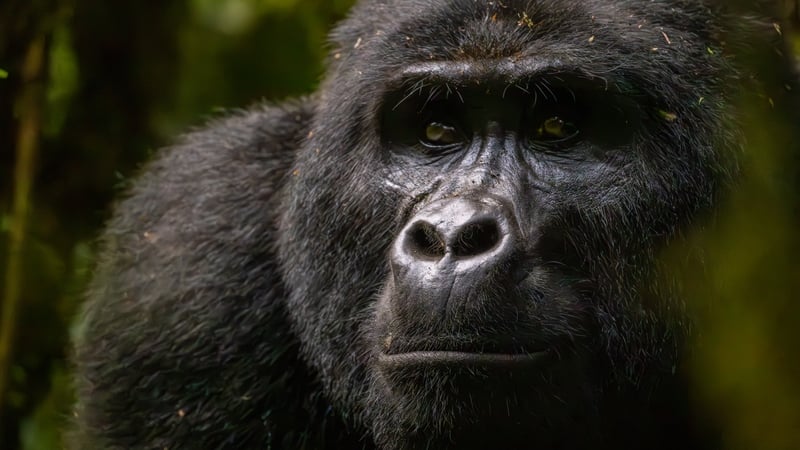 Friendship is an important factor in gorillas, not just humans