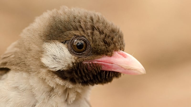 Birds and humans join forces to exploit beehives: the remarkable tale of the honeyguide