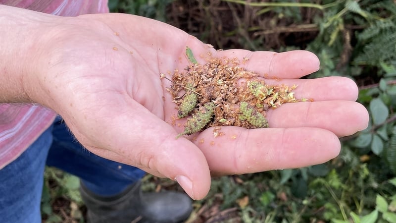 Seed-collecting with Jeremy Turkington