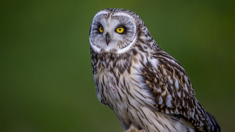 The Secret Lives of Owls in Ireland