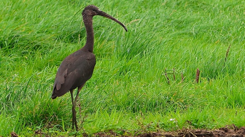 The Glossy Ibis