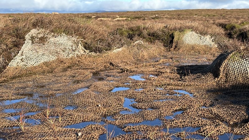 Leitrim farmers pioneering large-scale wetland restoration Leitrim farmers pioneering large-scale wetland restoration