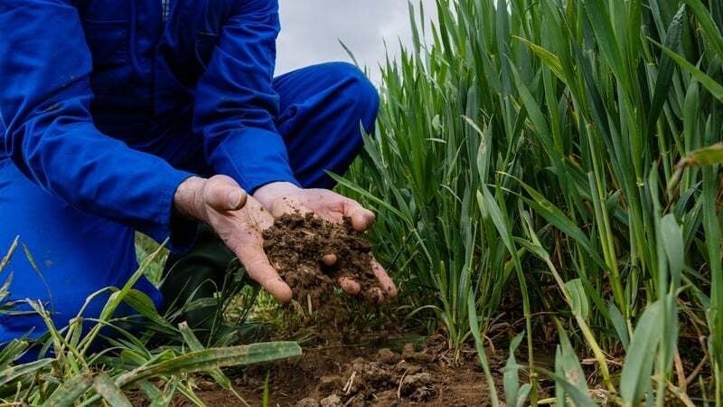 Three-year extension of nitrates derogation expected