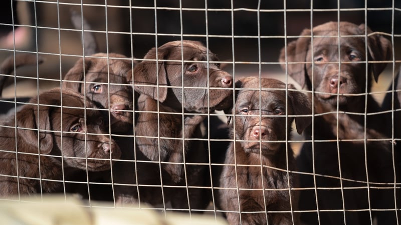 Legislation to be brought before Cabinet aimed at tackling puppy farms