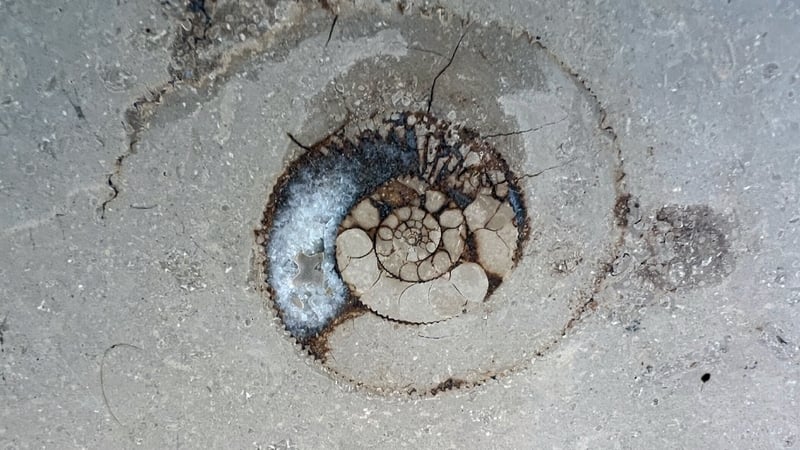 The Great Irish Fossil Hunt