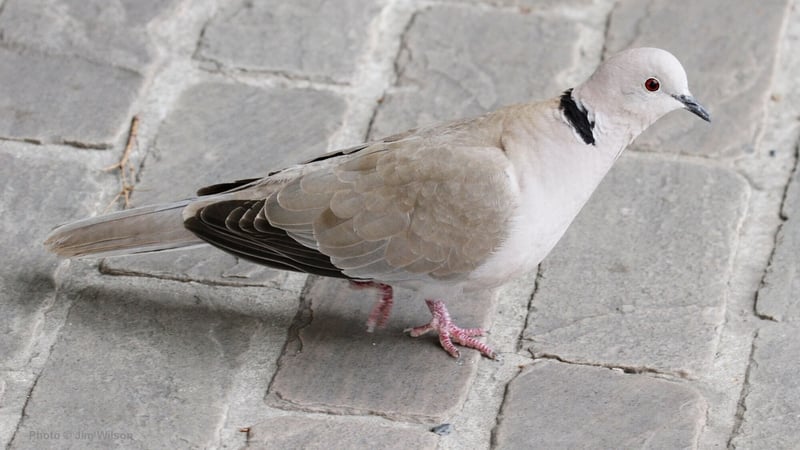 The Collared Dove: An Avian Success Story