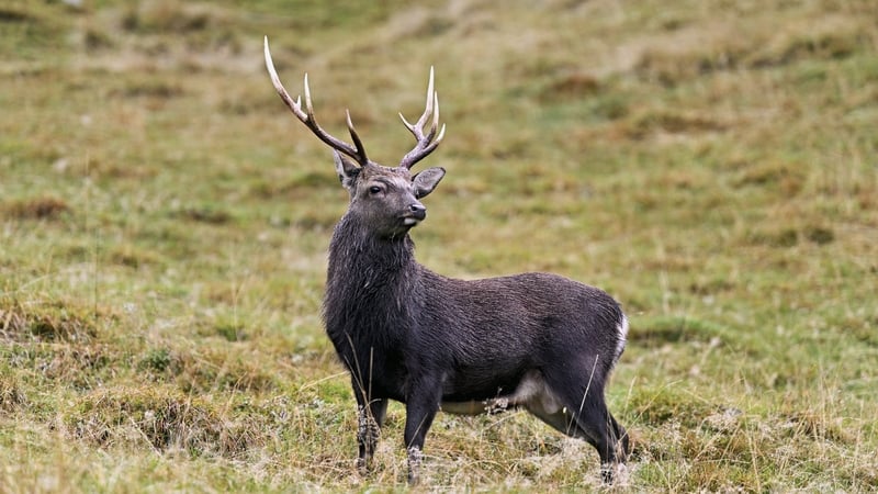 New study into Irish wildlife