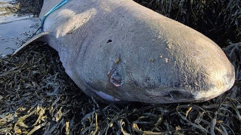 Greenland shark washes up on Irish coast for first time