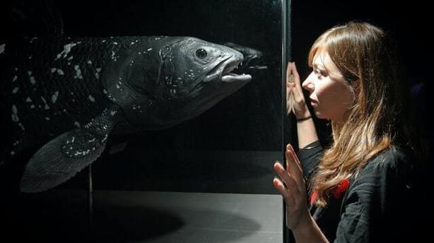 A replica coelacanth in the Natural History Museum (Dominic Lipinski/PA)