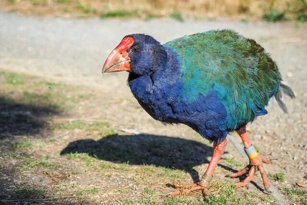 takahe