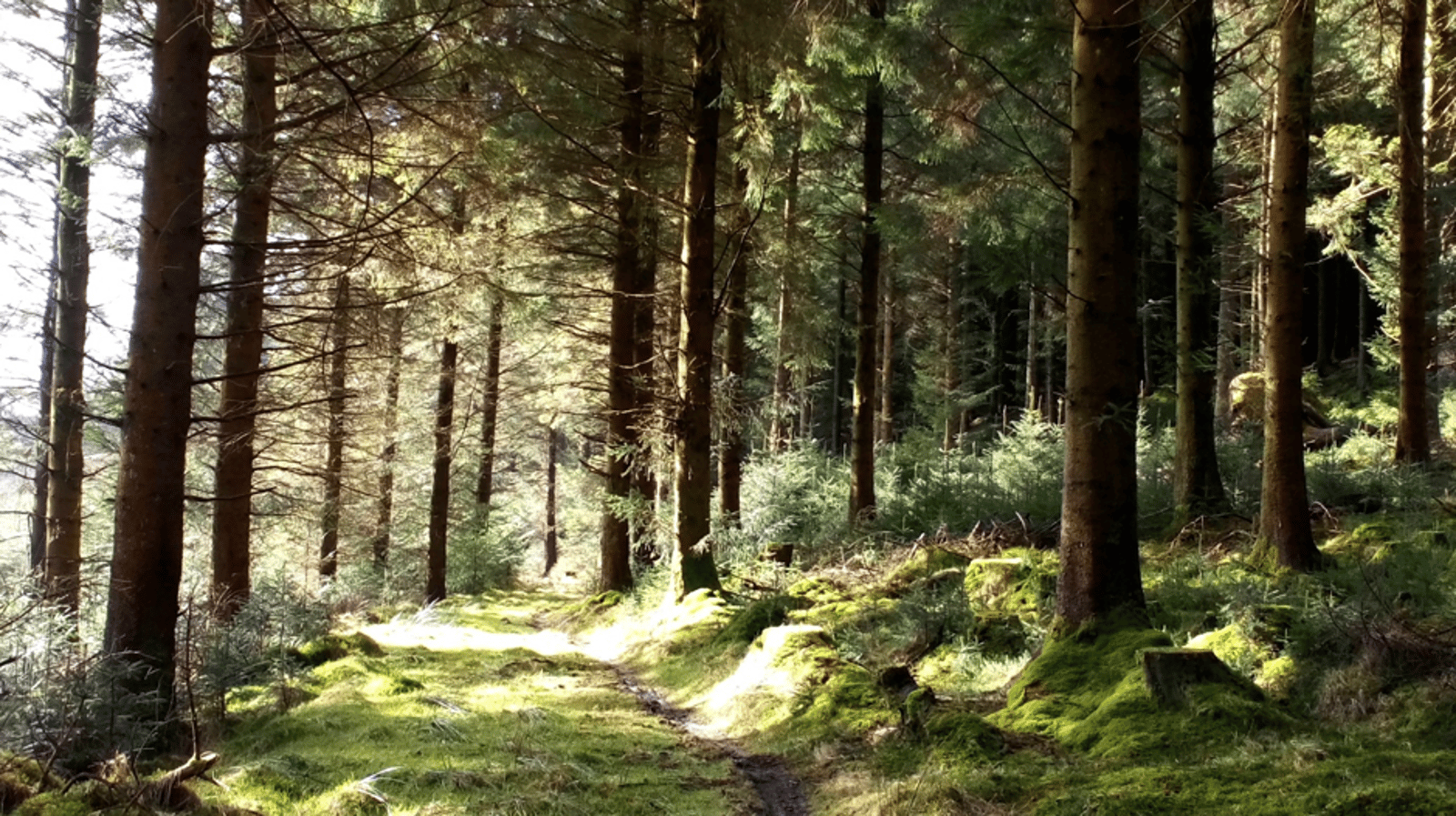 Why Are The Forests In The Dublin Mountains Getting A Makeover